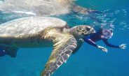 Snorkeling Tour gili trawangan, meno, air