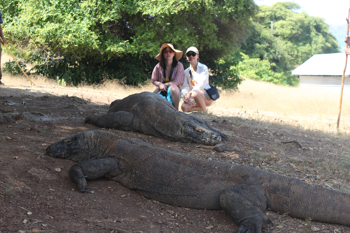 komodo island cruise ship