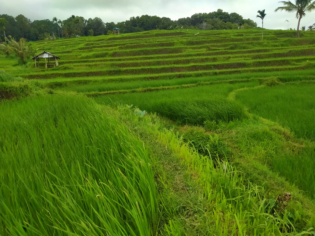 hiking senaru panorama walk