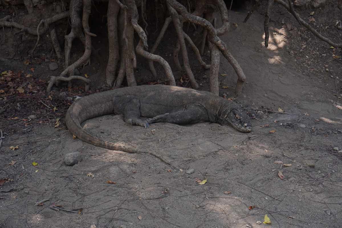 lombok komodo boat trip