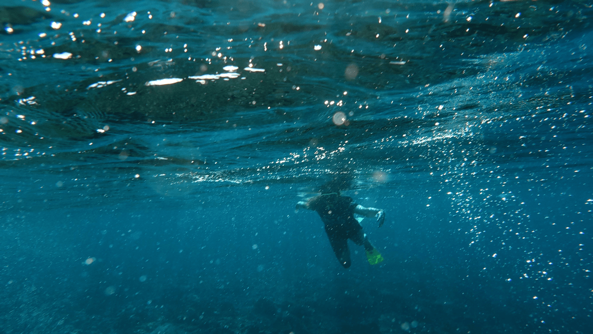 open trip komodo 2-day