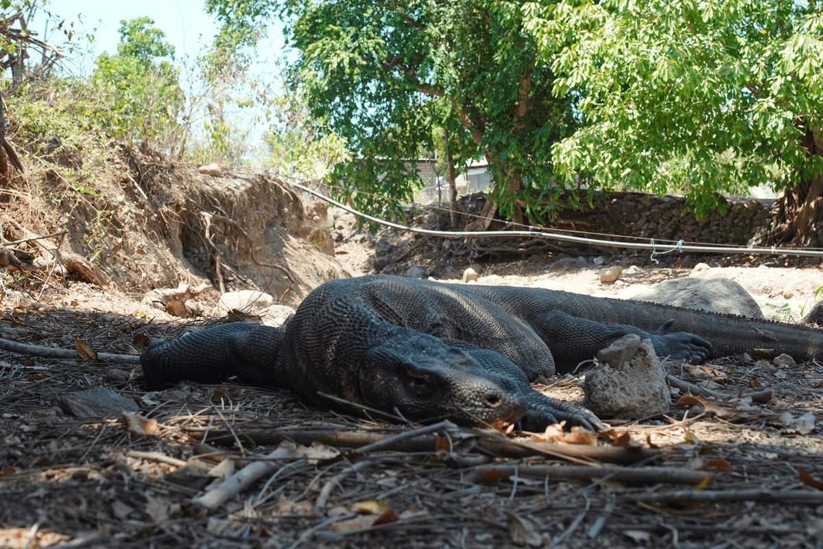 popular komodo island tour